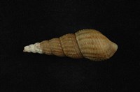 藏品(網蜷 )的圖片